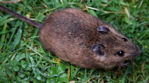 st kilda field mouse